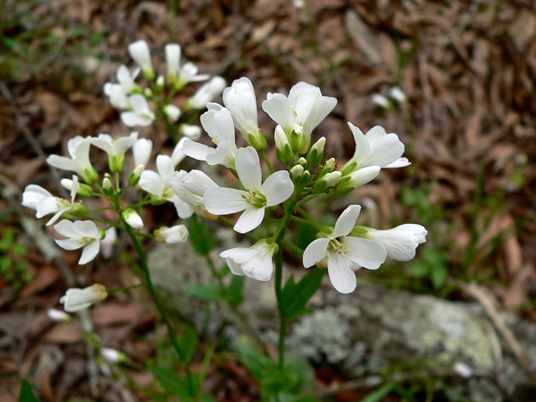 {Cardamine bulbosa}